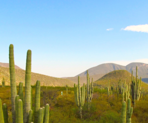 Reserva de la Biosfera Tehuacán-Cuicatlán